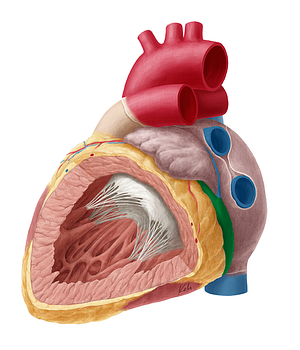 Coronary sinus (#9011)