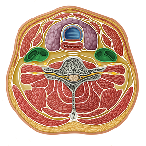 Vascular compartment (#16317)
