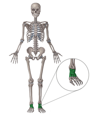 Tarsal bones (#7503)