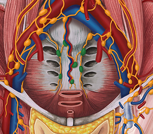 Sacral lymph nodes (#7107)