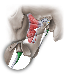 Styloid process of temporal bone (#18875)