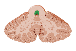 Medial longitudinal fasciculus (#3607)