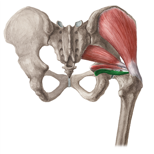 Inferior gemellus muscle (#18805)