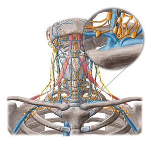 Thoracic duct (#20214)