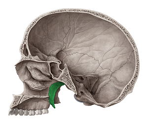 Medial plate of pterygoid process of sphenoid bone (#4396)