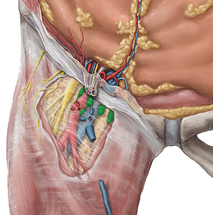 Superficial inguinal lymph nodes (#7035)