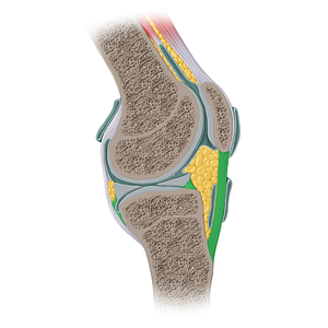 Accessory ligaments (#19428)