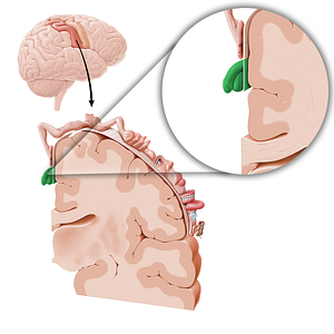 Sensory cortex of genitals (#11044)