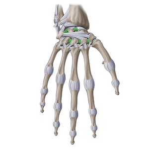 Interosseous intercarpal ligaments (#20252)