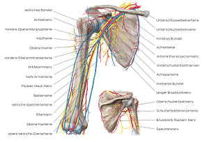 Neurovasculature of the arm and the shoulder (German)