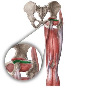 Inferior gemellus muscle (#5398)