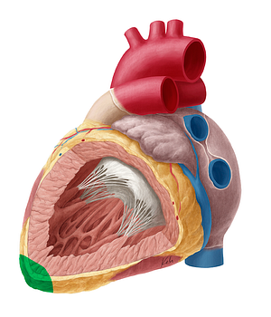 Apex of heart (#756)