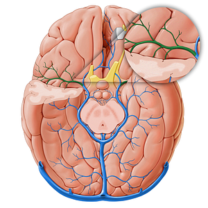 Deep middle cerebral vein (#18251)