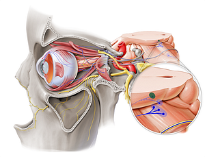 Accessory nucleus of oculomotor nerve (#7159)