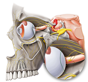 Communicating branch of zygomatic nerve to lacrimal nerve (#8647)