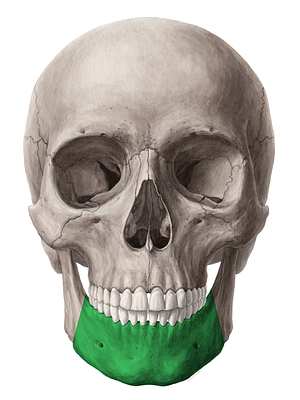 Body of mandible (#2966)