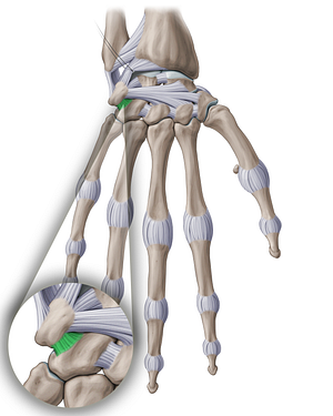 Dorsal triquetrohamate ligament (#18914)