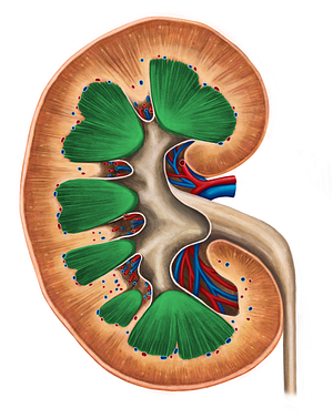 Renal medulla (#5012)