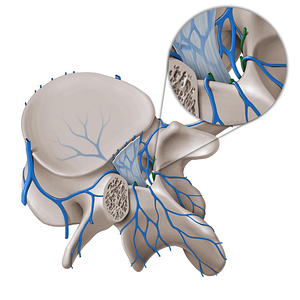 Posterior internal vertebral venous plexus (#8059)