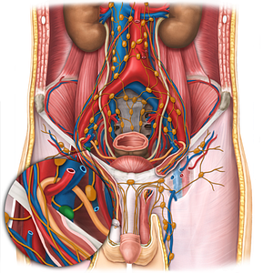 Medial lacunar lymph node (#7142)
