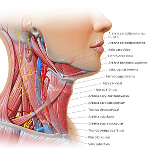 Triangles of the neck - neurovasculature (Portuguese)