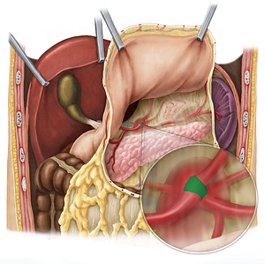 Celiac trunk (#9610)