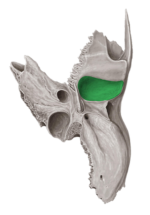 Mandibular fossa of temporal bone (#3863)