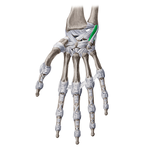 Ulnotriquetral ligament (#19998)