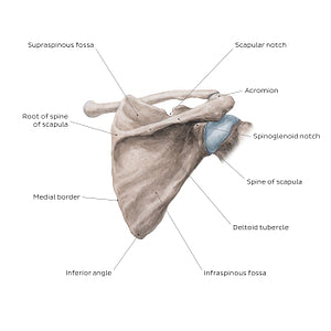 Scapula: Posterior view (English)