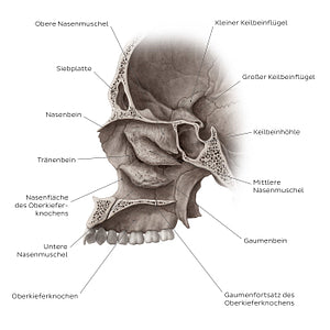 Midsagittal skull (septum removed) (German)
