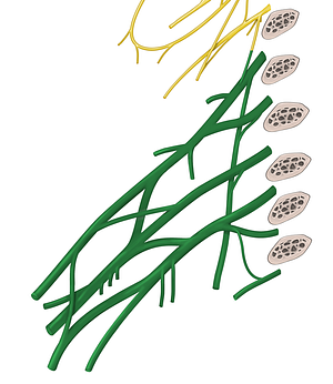 Brachial plexus (#7954)