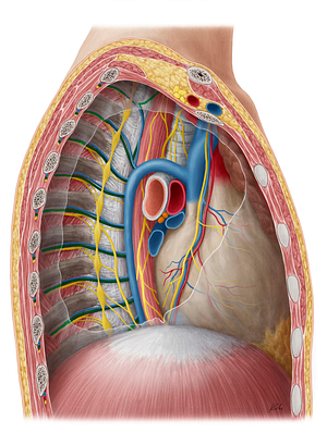 Posterior intercostal artery (#1154)