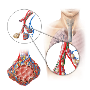 Bronchial artery (#18271)