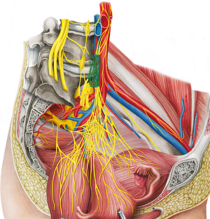 Superior hypogastric plexus (#7998)