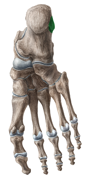 Lateral process of calcaneal tuberosity (#8211)
