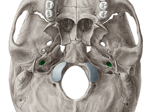 Carotid canal (#2307)