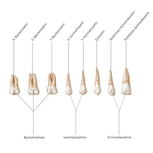 Overview of the teeth (German)