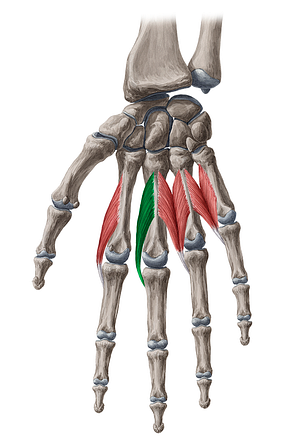 2nd lumbrical muscle of hand (#5598)