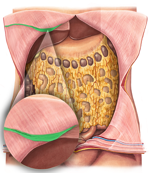 Round ligament of liver (#4632)