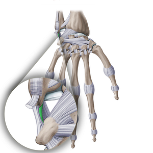 Ulnomeniscal homologue (#20952)