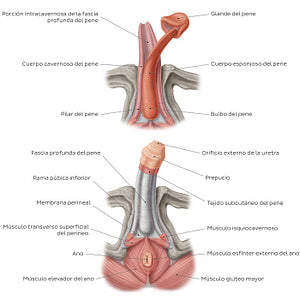 Structure of the penis (Spanish)