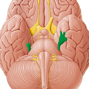 Trigeminal nerve (#6834)