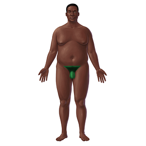 Pelvic region (#20729)