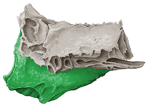 Perpendicular plate of ethmoid bone (#4412)