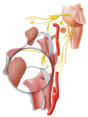 Parotid branch of auriculotemporal nerve (#8021)