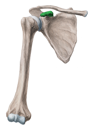 Coracoid process of scapula (#8198)