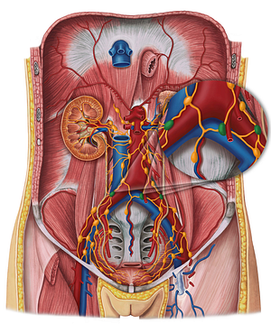Common iliac lymph nodes (#7014)