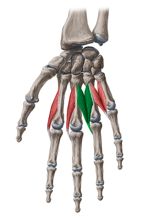3rd lumbrical muscle of hand (#5600)