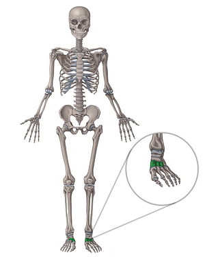 Cuneiform bones (#7492)