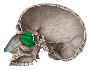 Ethmoid bone (#7366)